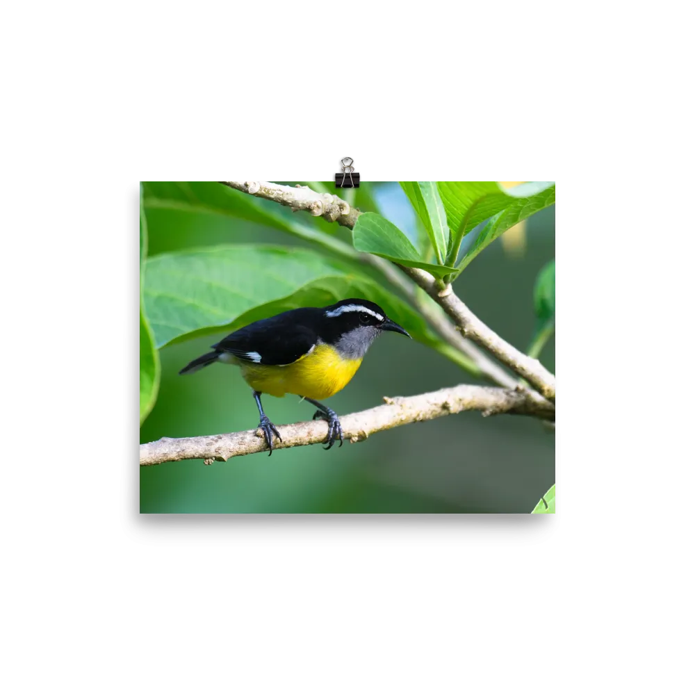 Bananaquit-print