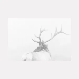 Bull Elks