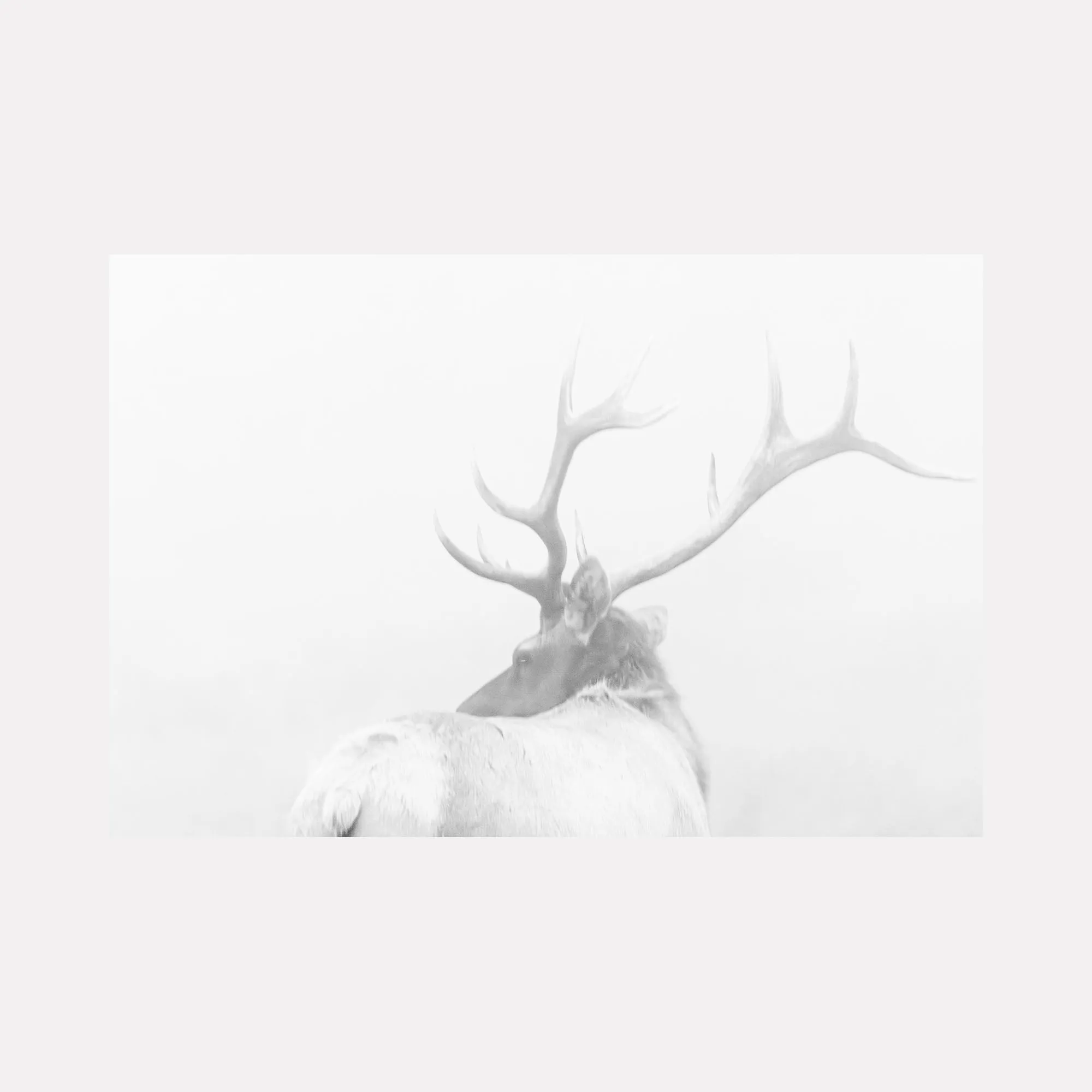 Bull Elks