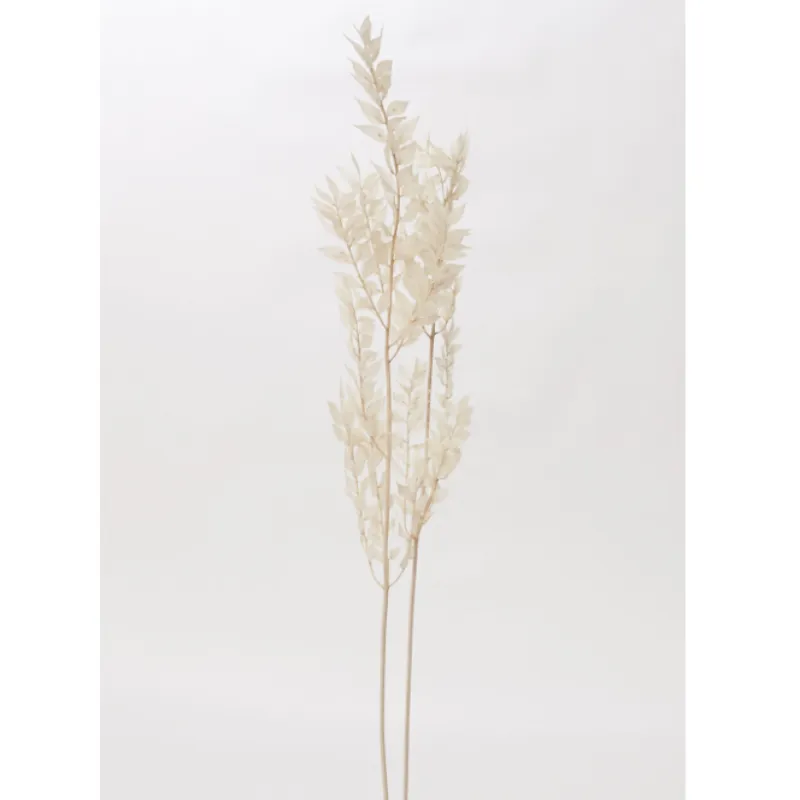 Dried Italian Ruscus - 30"