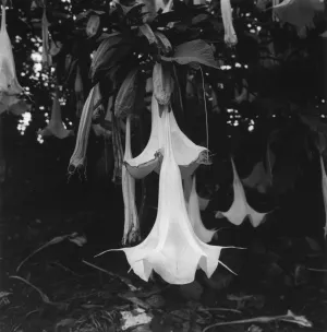 Hannah Collins | Magic in Nature (2013)