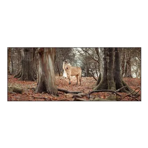 Horse in Forest