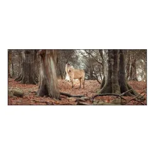 Horse in Forest