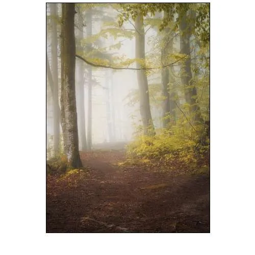 Lets Go for a Walk