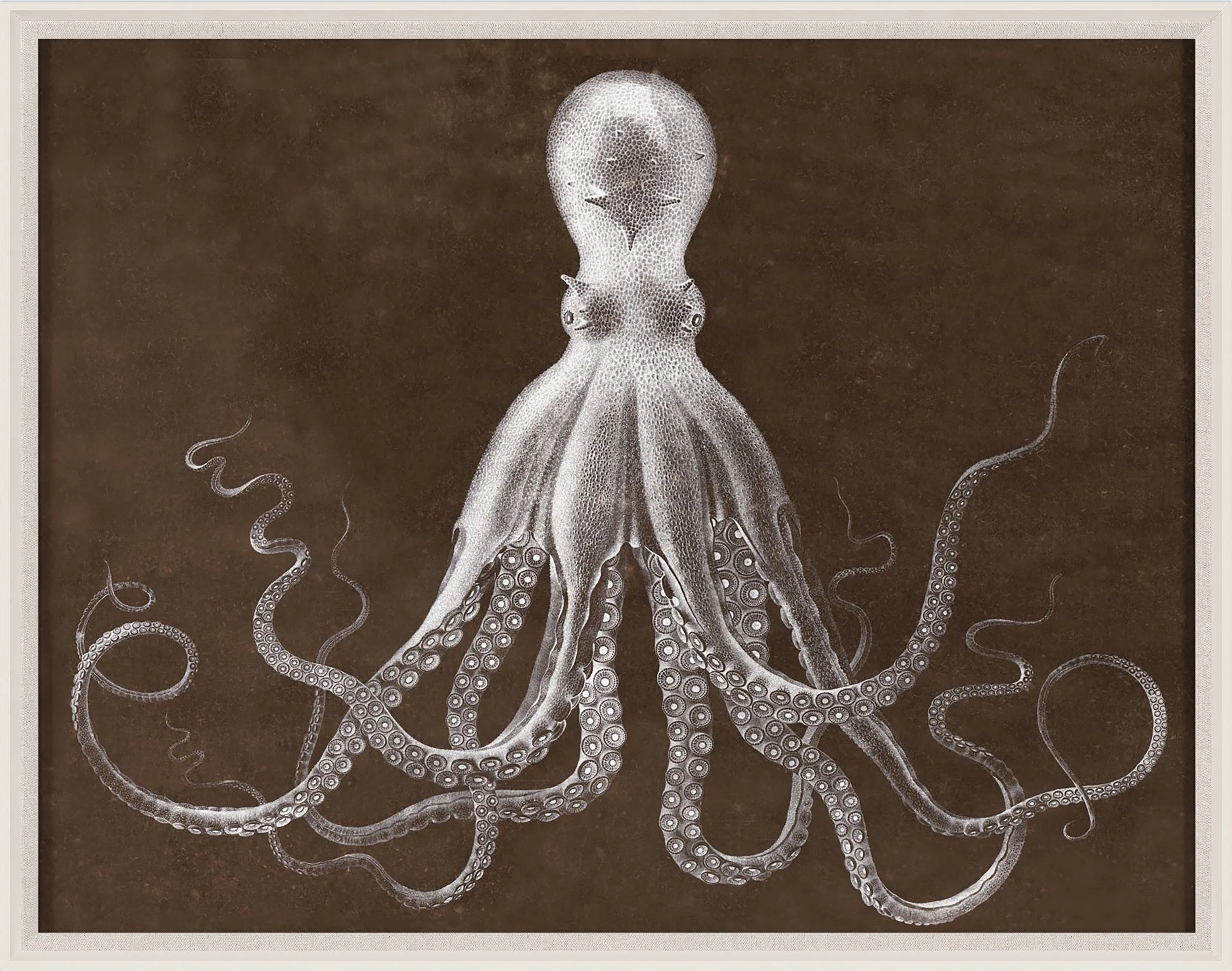 Lord Bodner's Octopus Brown - Natural Curiosities