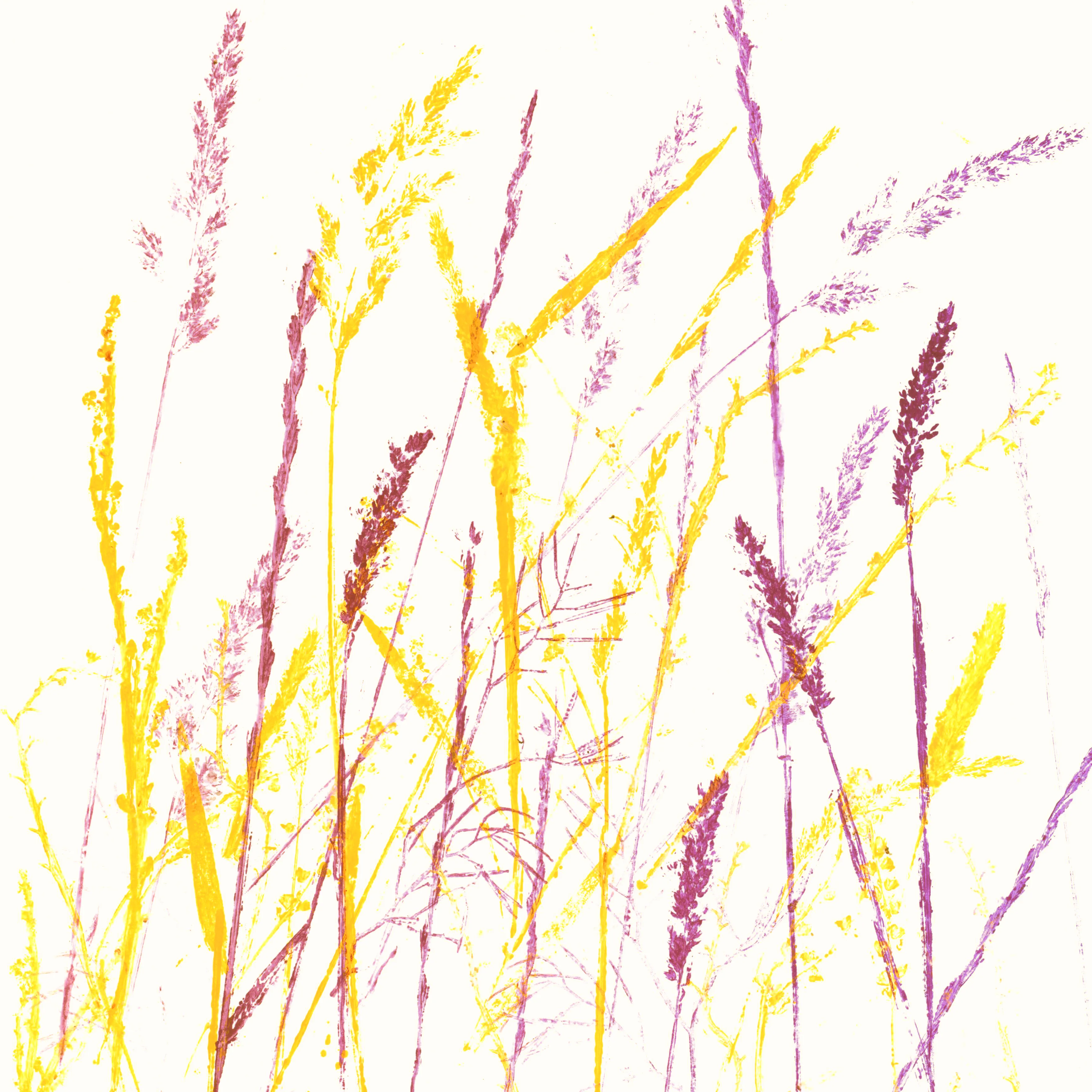 Meadow Glory