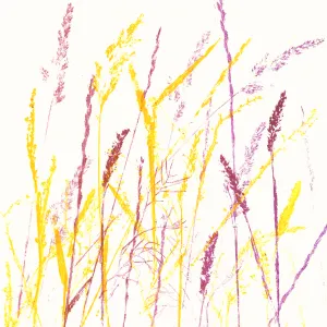 Meadow Glory