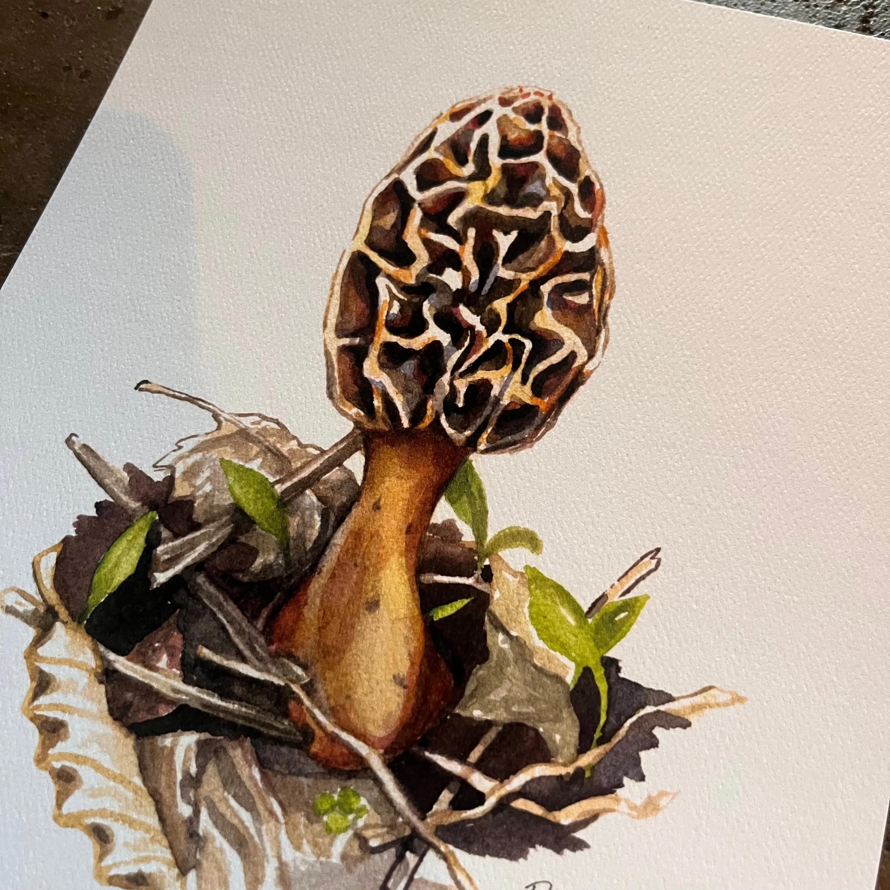 Morel Mushroom - Rosalie Haizlett