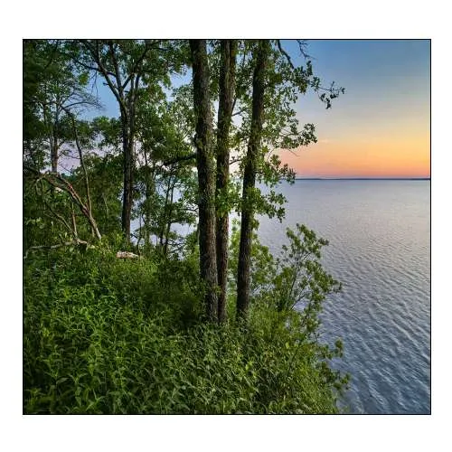 Oak Trees at Eisenhower Lake