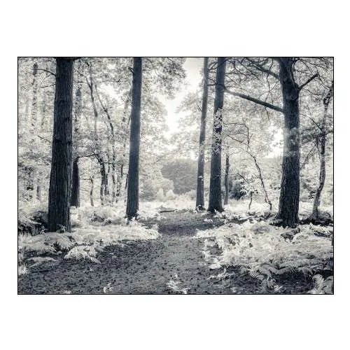 Pathway through Forest