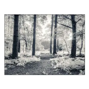 Pathway through Forest