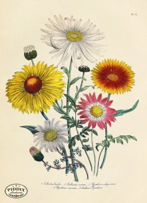 PDXC19332a -- Flowers