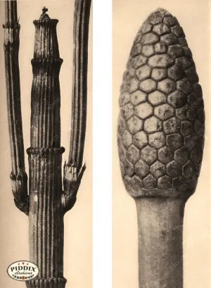 PDXC20171 -- Macro Sepia Plant Stalks