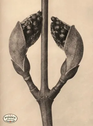 PDXC20187 -- Macro Sepia Tree Bud Opening