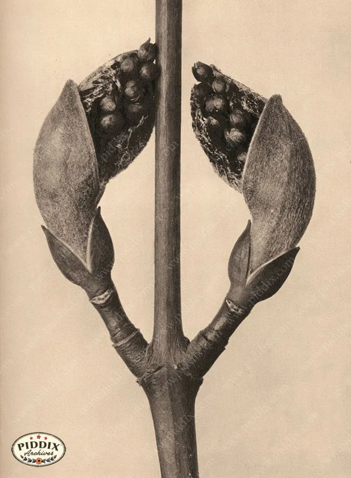 PDXC20187 -- Macro Sepia Tree Bud Opening