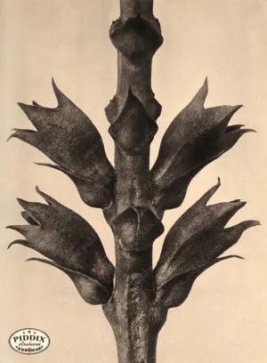 PDXC20189 -- Macro Sepia Tree Branch
