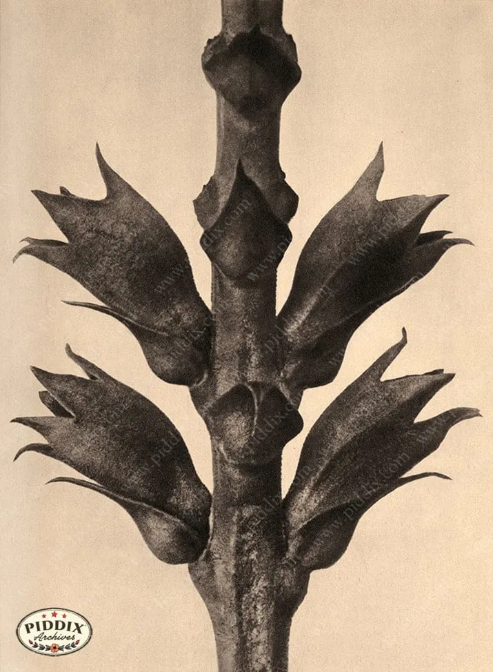 PDXC20189 -- Macro Sepia Tree Branch