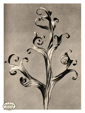 PDXC20207 -- Macro Sepia Leaf Curly