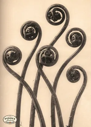 PDXC20219 -- Sepia Fiddlehead Fern