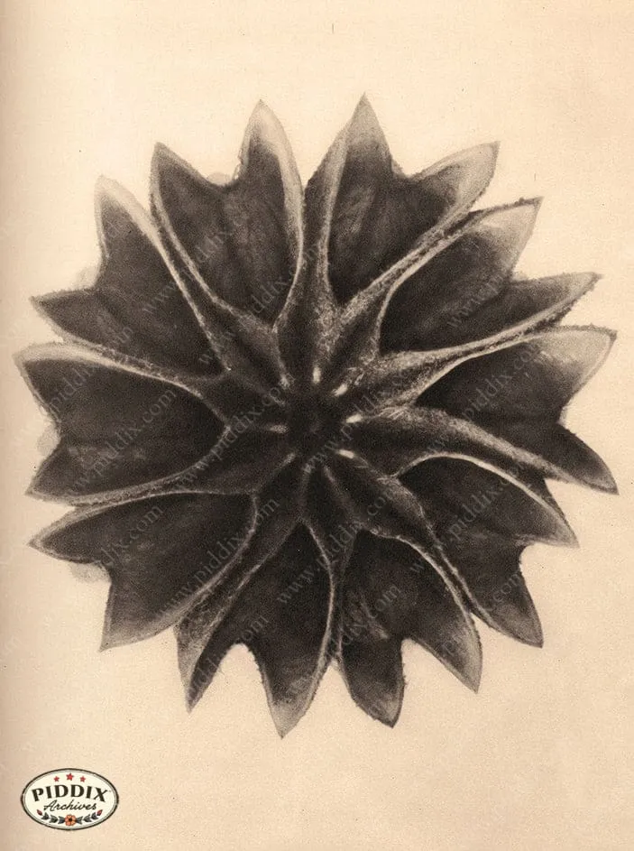 PDXC20227 -- Macro Sepia Flower