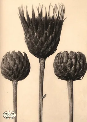 PDXC20247 -- Sepia Artichokes