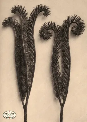 PDXC20261 -- Sepia Stems