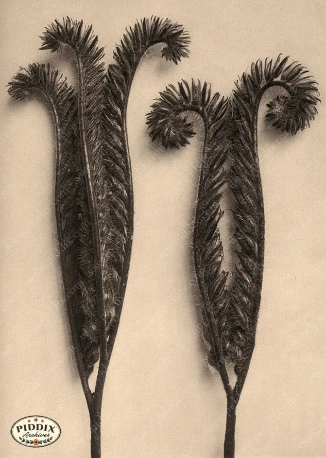 PDXC20261 -- Sepia Stems