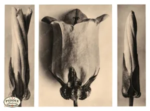 PDXC20271 -- Sepia Bellflowers