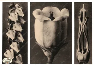 PDXC20273 -- Sepia Flowers and Pistil
