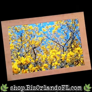 PHOTO CARDS: Limited Edition Leu Gardens Orlando Photo Cards by Kathryn McHenry