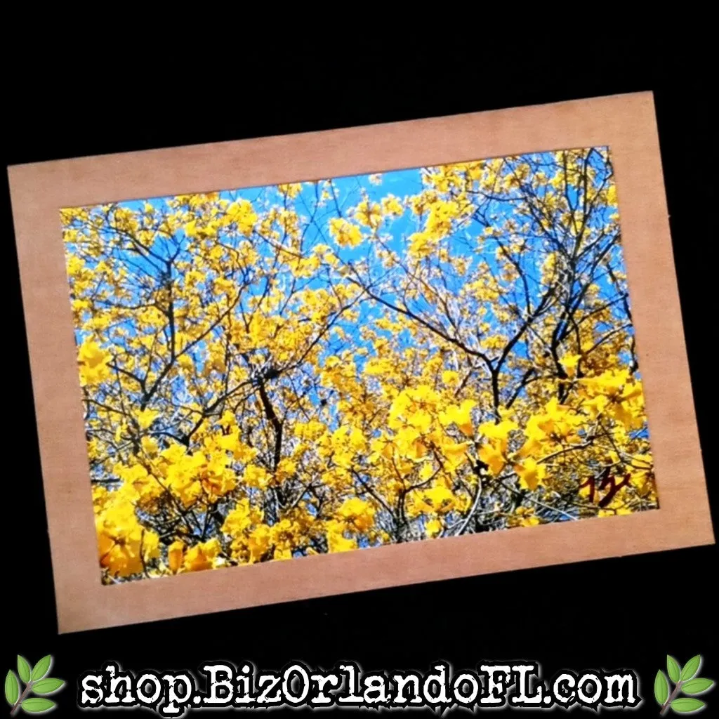 PHOTO CARDS: Limited Edition Leu Gardens Orlando Photo Cards by Kathryn McHenry