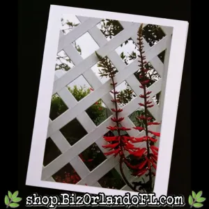 PHOTO CARDS: Limited Edition Lukas Nursery Oviedo Photo Cards by Kathryn McHenry