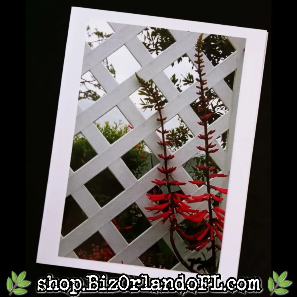PHOTO CARDS: Limited Edition Lukas Nursery Oviedo Photo Cards by Kathryn McHenry