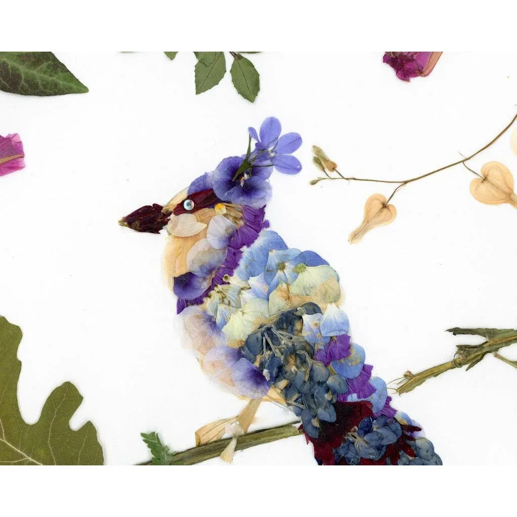 Pressed Blue Jay Art Print