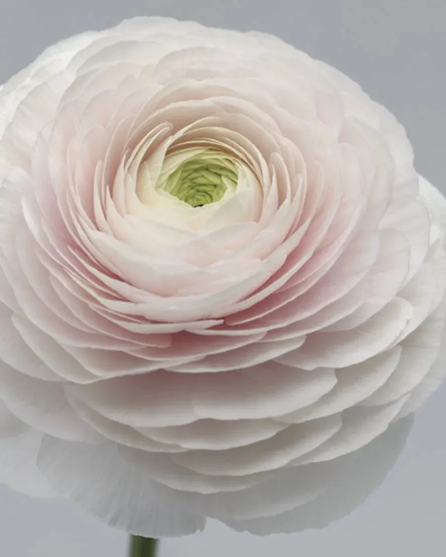 Ranunculus: Beautiful Varieties for Home and Garden