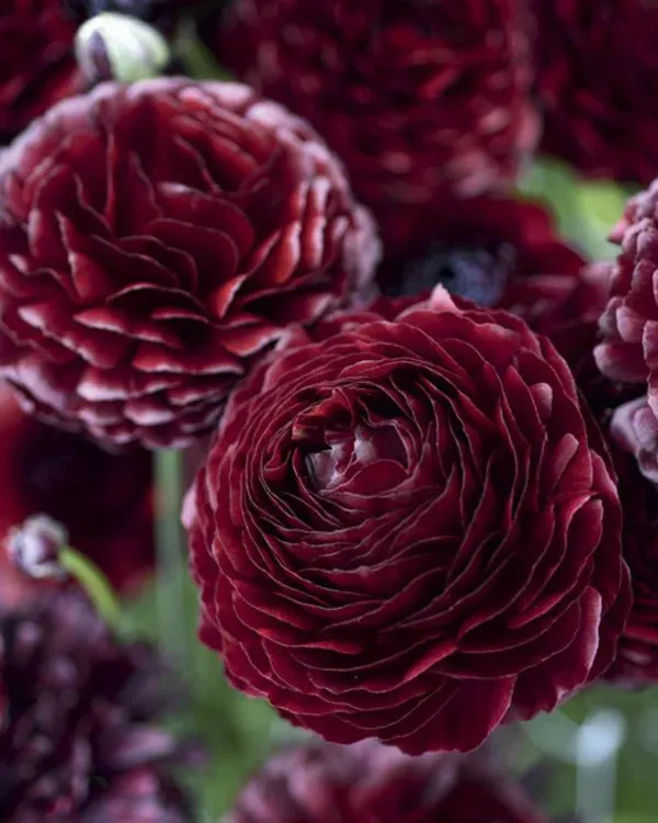 Ranunculus: Beautiful Varieties for Home and Garden