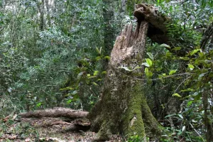 Tenikwa Nature Experience Garden Route