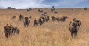 Teresa Grove - 20"x 10" Archival Lustre Print - 'Flint Hills Posse'