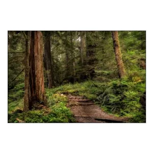 The Forest Calls