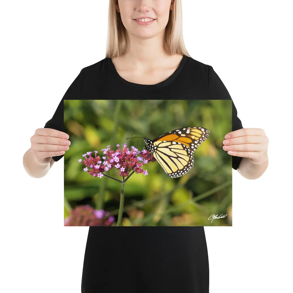 The Royal Monarchy Print