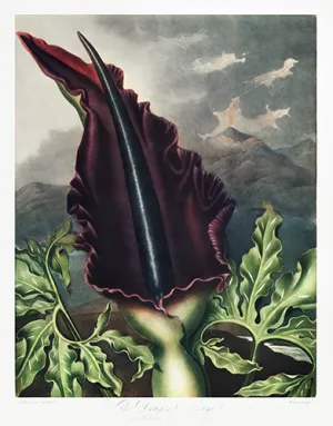 Vintage Dragon Arum Botanical Drawing