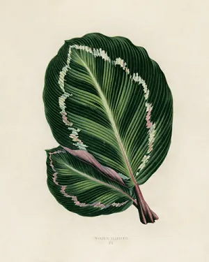 Vintage Rose Painted Calathea Botanical Drawing