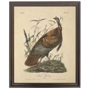 Vintage Wild Turkey Framed Print