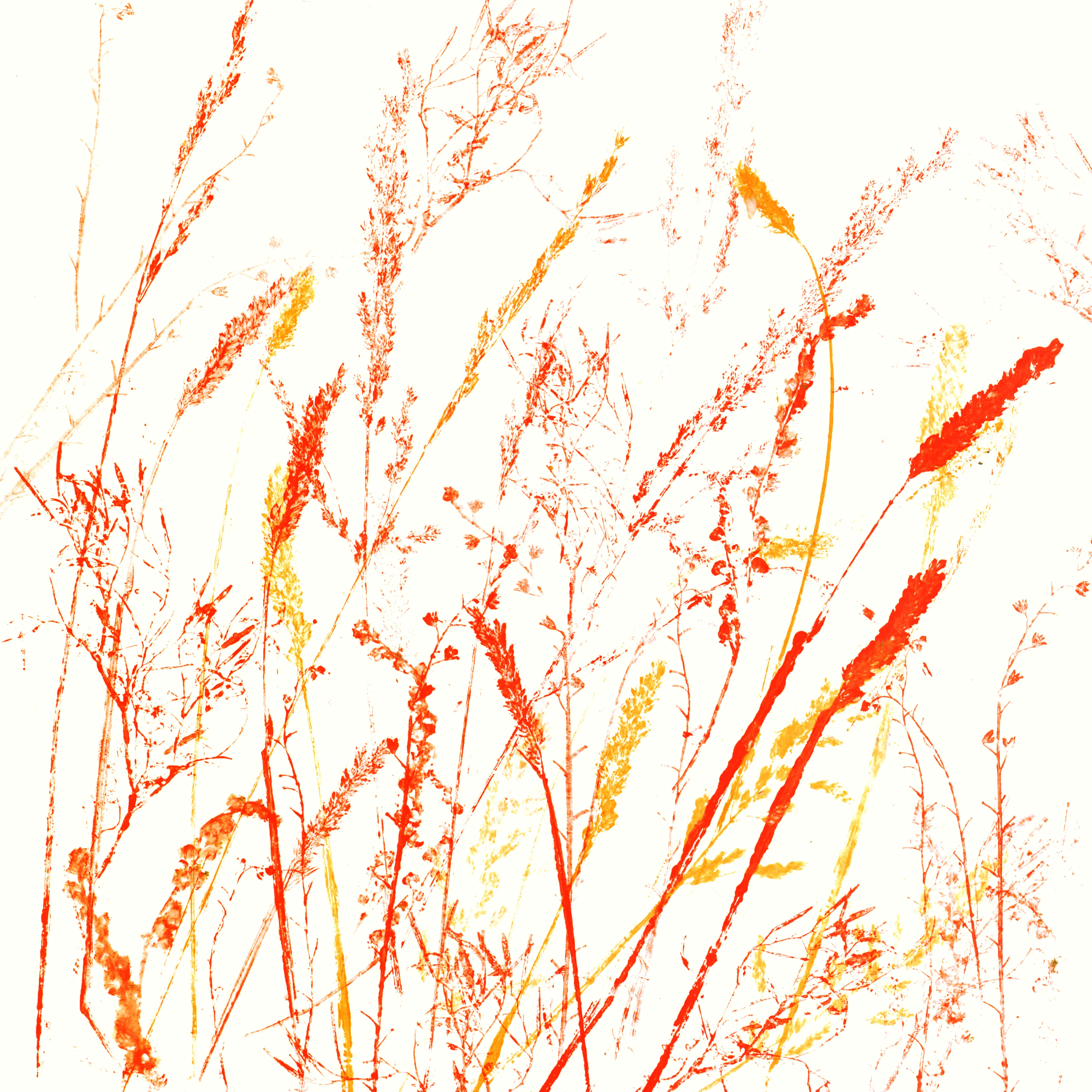 Windswept Meadow