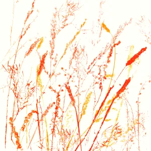 Windswept Meadow