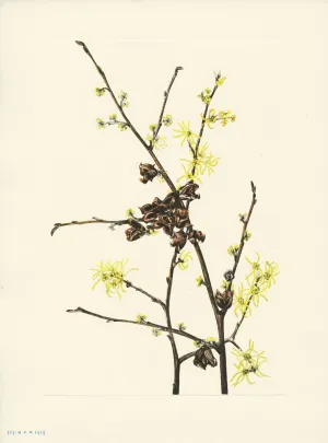 Witch Hazel
