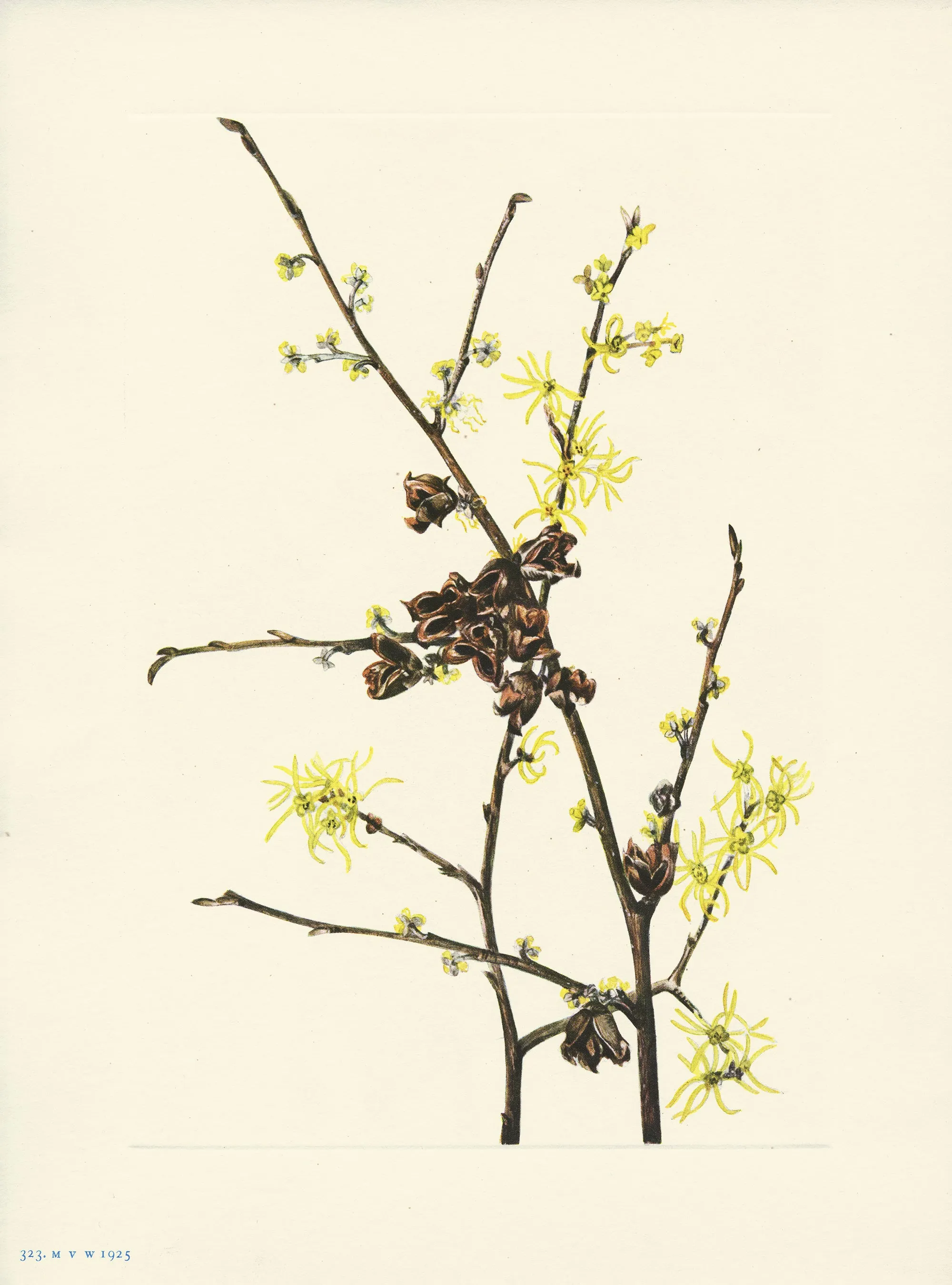 Witch Hazel